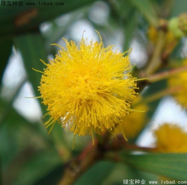 <a href='http://njszjj.com/linmuzhongzi/2278.html' target='_blank'>相思樹</a><a href='http://njszjj.com/' target='_blank'>種子</a>