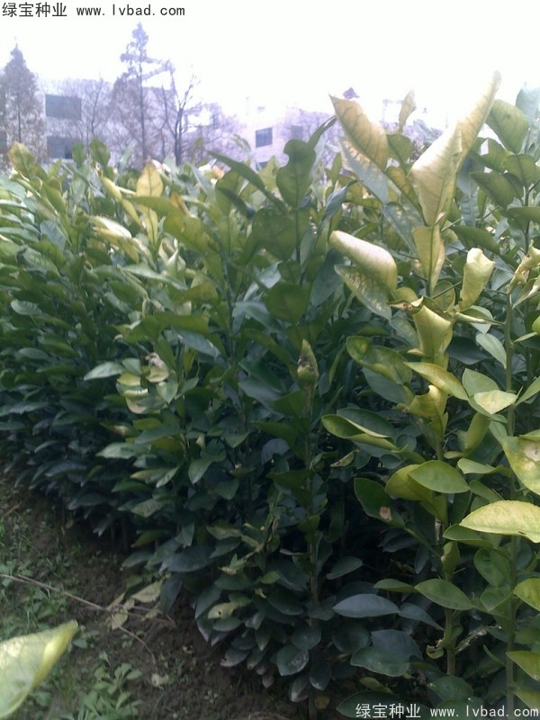 <a href='http://njszjj.com/linmuzhongzi/2279.html' target='_blank'>香泡種子</a>