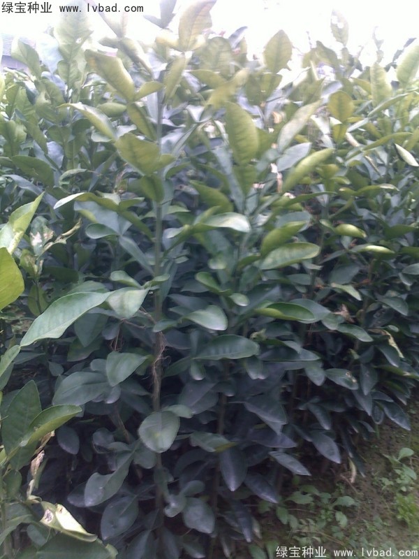 香泡<a href='http://njszjj.com/' target='_blank'>種子</a>
