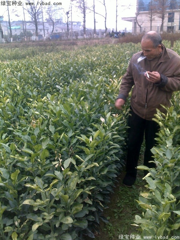 <a href='http://njszjj.com/linmuzhongzi/2279.html' target='_blank'>香泡種子</a>