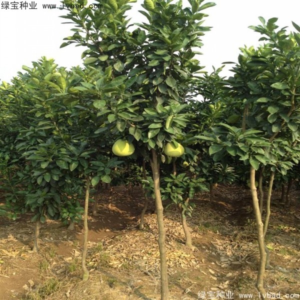 香泡<a href='http://njszjj.com/' target='_blank'>種子</a>