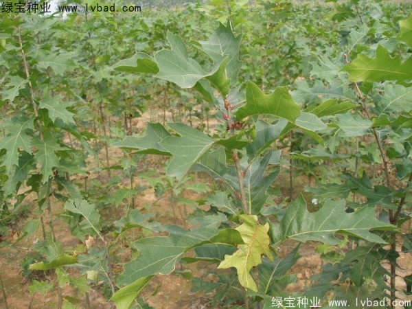 <a href='http://njszjj.com/linmuzhongzi/2280.html' target='_blank'>橡樹</a><a href='http://njszjj.com/' target='_blank'>種子</a>