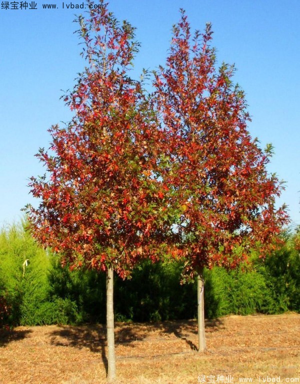 <a href='http://njszjj.com/linmuzhongzi/2280.html' target='_blank'>橡樹種子</a>