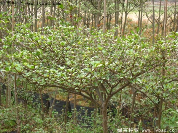 小葉欖仁<a href='http://njszjj.com/' target='_blank'>種子</a>
