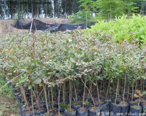 <a href='http://njszjj.com/linmuzhongzi/2281.html' target='_blank'>小葉欖仁種子</a>