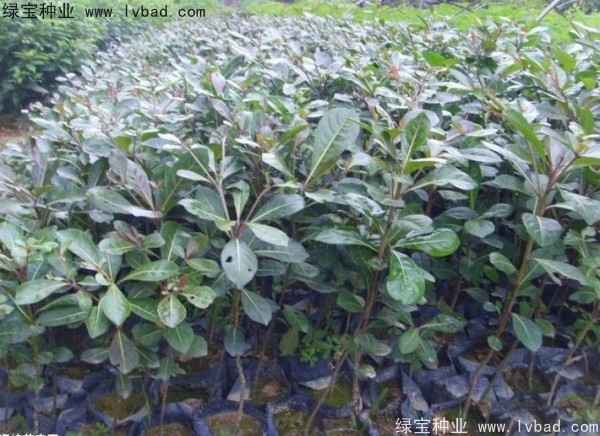 <a href='http://njszjj.com/linmuzhongzi/2281.html' target='_blank'>小葉欖仁種子</a>
