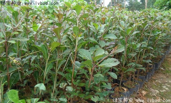 小葉欖仁<a href='http://njszjj.com/' target='_blank'>種子</a>