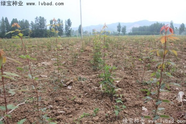 血皮槭<a href='http://njszjj.com/' target='_blank'>種子</a>