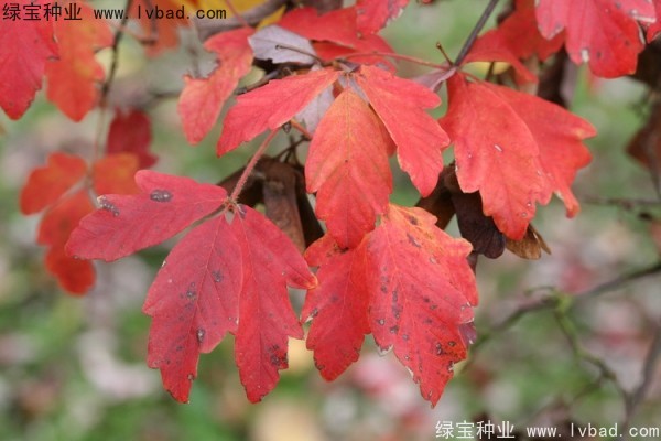 <a href='http://njszjj.com/linmuzhongzi/2282.html' target='_blank'>血皮槭種子</a>