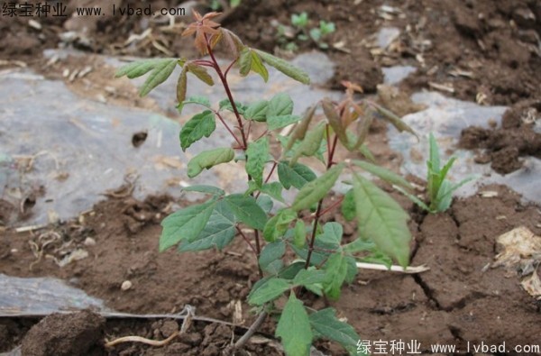 <a href='http://njszjj.com/linmuzhongzi/2282.html' target='_blank'>血皮槭種子</a>