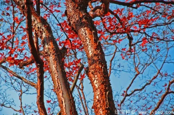 血皮槭<a href='http://njszjj.com/' target='_blank'>種子</a>