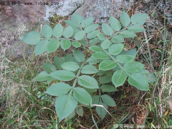 <a href='http://njszjj.com/linmuzhongzi/2283.html' target='_blank'>鹽膚木</a><a href='http://njszjj.com/' target='_blank'>種子</a>
