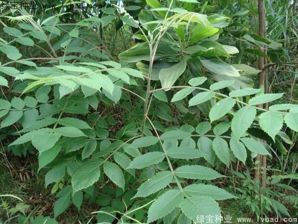 <a href='http://njszjj.com/linmuzhongzi/2283.html' target='_blank'>鹽膚木種子</a>