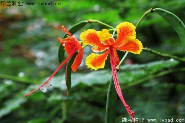 <a href='http://njszjj.com/linmuzhongzi/2284.html' target='_blank'>洋金鳳種子</a>