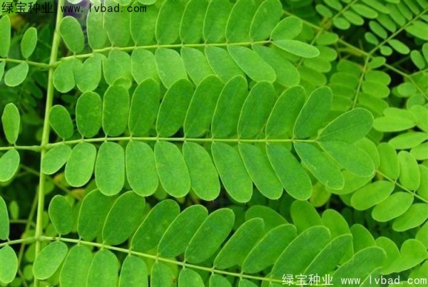 <a href='http://njszjj.com/linmuzhongzi/2284.html' target='_blank'>洋金鳳種子</a>
