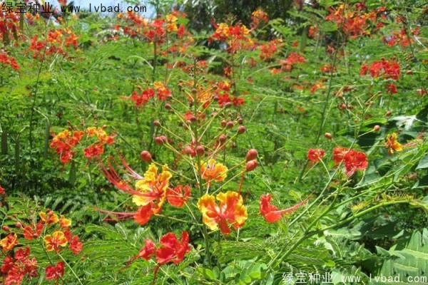 <a href='http://njszjj.com/linmuzhongzi/2284.html' target='_blank'>洋金鳳種子</a>