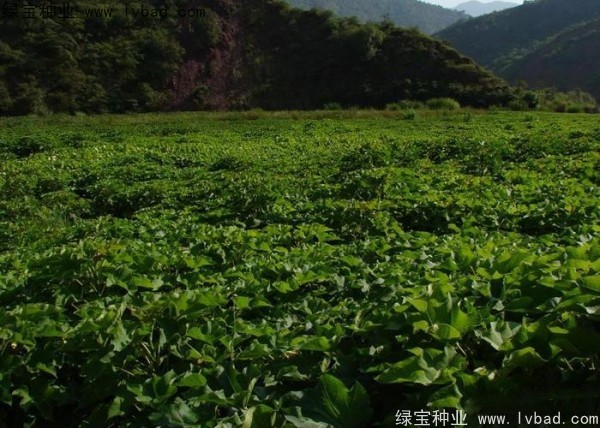 <a href='http://njszjj.com/linmuzhongzi/2285.html' target='_blank'>油桐種子</a>
