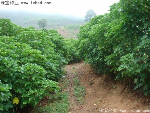 <a href='http://njszjj.com/linmuzhongzi/2285.html' target='_blank'>油桐</a><a href='http://njszjj.com/' target='_blank'>種子</a>