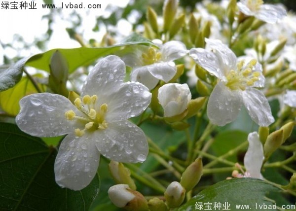 <a href='http://njszjj.com/linmuzhongzi/2285.html' target='_blank'>油桐種子</a>
