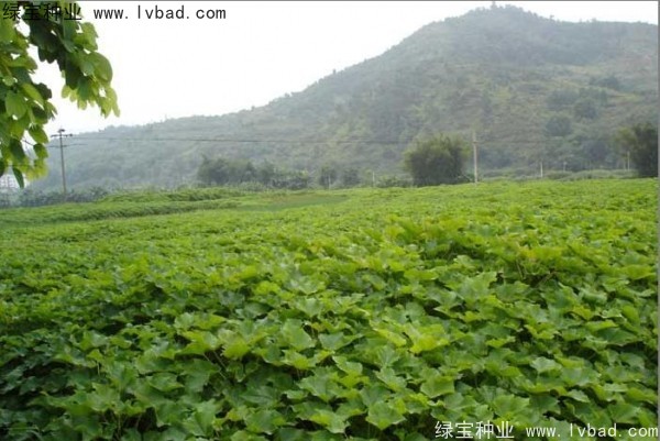 <a href='http://njszjj.com/linmuzhongzi/2285.html' target='_blank'>油桐種子</a>