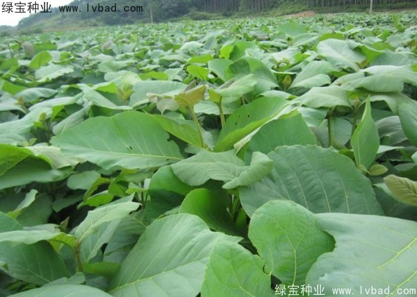 <a href='http://njszjj.com/linmuzhongzi/2286.html' target='_blank'>柚木種子</a>