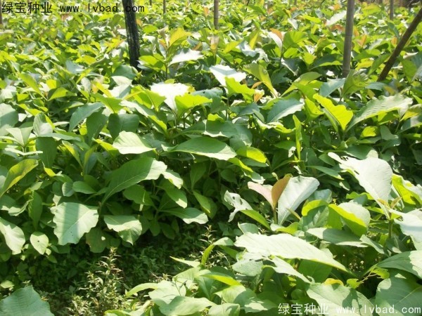 <a href='http://njszjj.com/linmuzhongzi/2286.html' target='_blank'>柚木種子</a>