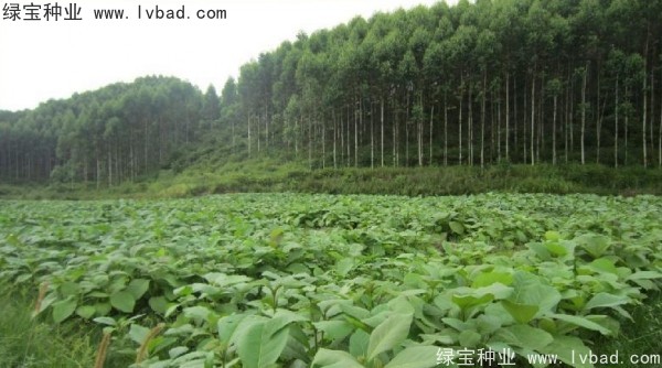 <a href='http://njszjj.com/linmuzhongzi/2286.html' target='_blank'>柚木種子</a>