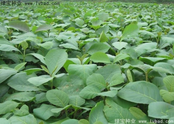 柚木<a href='http://njszjj.com/' target='_blank'>種子</a>