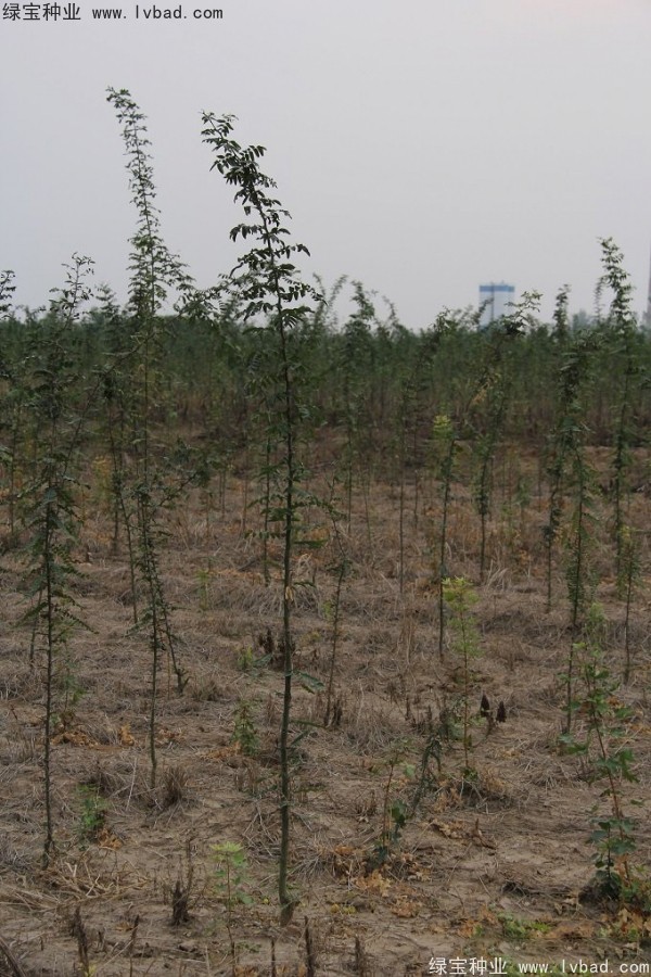 <a href='http://njszjj.com/linmuzhongzi/2287.html' target='_blank'>中皂角種子</a>