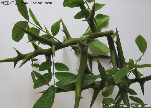 中<a href='http://njszjj.com/linmuzhongzi/1776.html' target='_blank'>皂角</a>種子