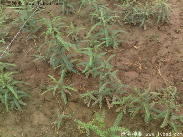 <a href='http://njszjj.com/linmuzhongzi/2287.html' target='_blank'>中皂角</a><a href='http://njszjj.com/' target='_blank'>種子</a>