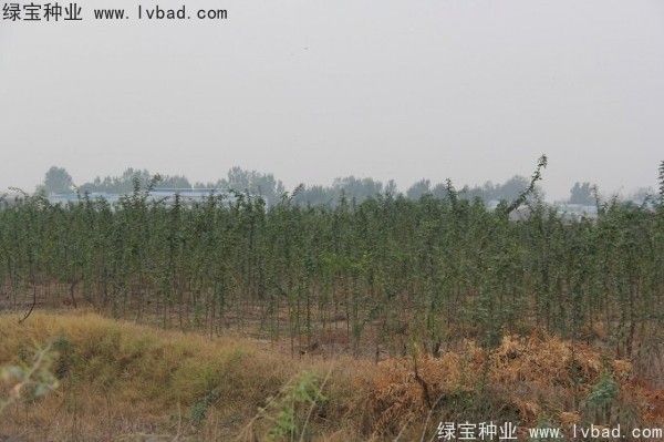 <a href='http://njszjj.com/linmuzhongzi/2287.html' target='_blank'>中皂角種子</a>