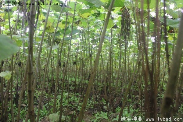 <a href='http://njszjj.com/linmuzhongzi/2288.html' target='_blank'>梓樹種子</a>