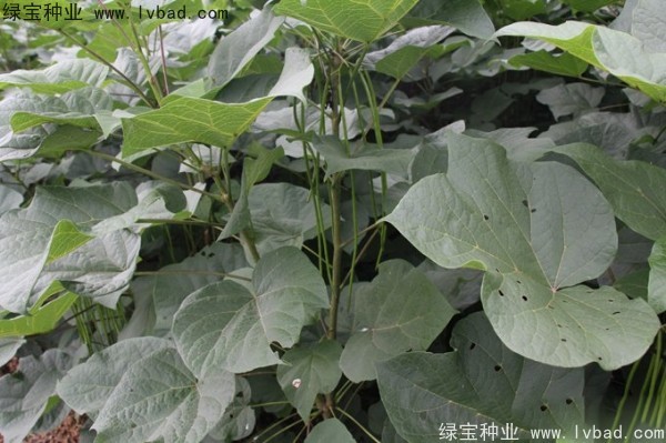 梓樹<a href='http://njszjj.com/' target='_blank'>種子</a>