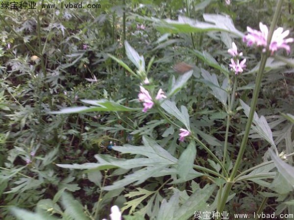 <a href='http://njszjj.com/yaocaizhongzi/2289.html' target='_blank'>茺蔚子種子</a>