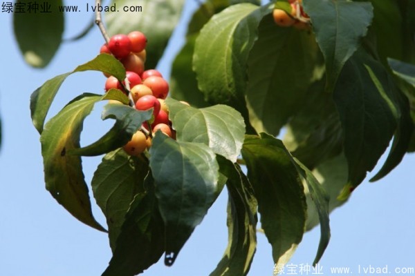 大風(fēng)子<a href='http://njszjj.com/' target='_blank'>種子</a>