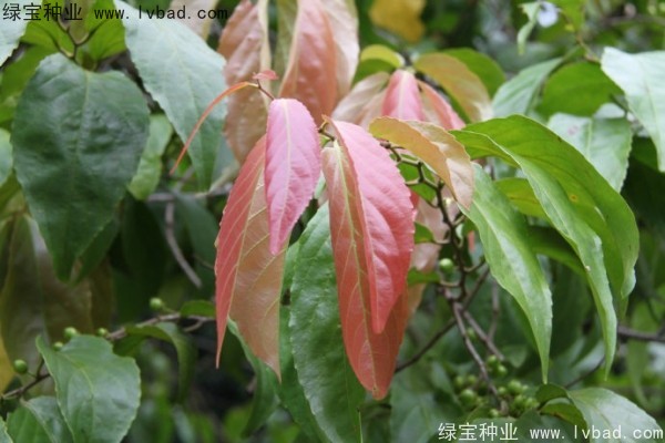 <a href='http://njszjj.com/yaocaizhongzi/2290.html' target='_blank'>大風(fēng)子種子</a>
