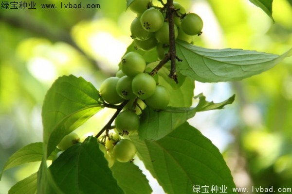 <a href='http://njszjj.com/yaocaizhongzi/2290.html' target='_blank'>大風(fēng)子種子</a>