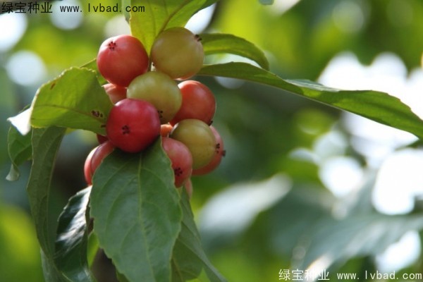 <a href='http://njszjj.com/yaocaizhongzi/2290.html' target='_blank'>大風(fēng)子種子</a>