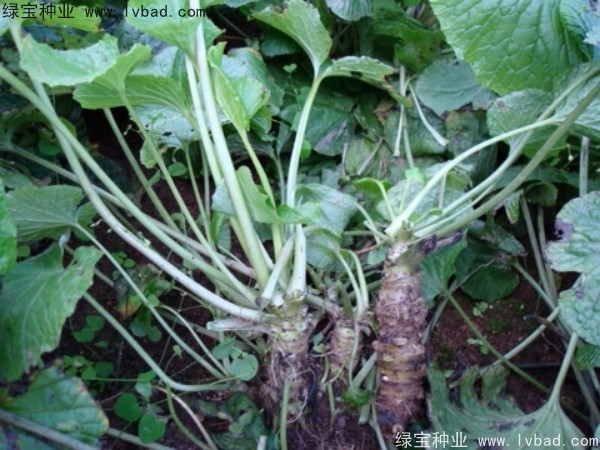 <a href='http://njszjj.com/yaocaizhongzi/2293.html' target='_blank'>芥末種子</a>