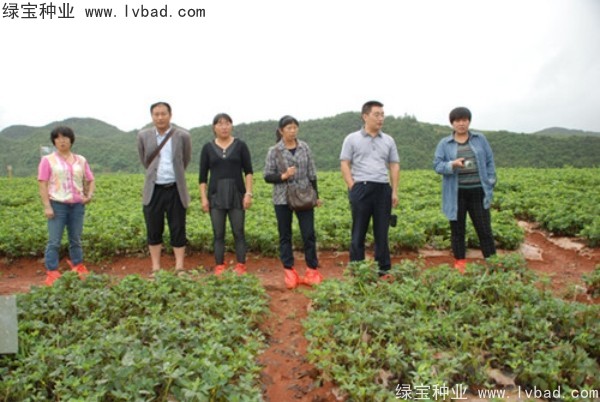 芥末<a href='http://njszjj.com/' target='_blank'>種子</a>