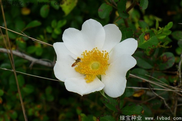 <a href='http://njszjj.com/yaocaizhongzi/2294.html' target='_blank'>金櫻子</a><a href='http://njszjj.com/' target='_blank'>種子</a>