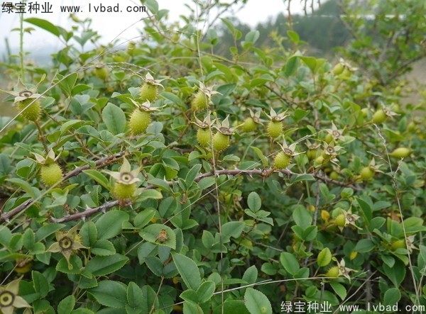 <a href='http://njszjj.com/yaocaizhongzi/2294.html' target='_blank'>金櫻子種子</a>