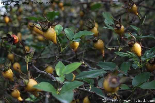 <a href='http://njszjj.com/yaocaizhongzi/2294.html' target='_blank'>金櫻子種子</a>
