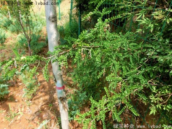 <a href='http://njszjj.com/yaocaizhongzi/2295.html' target='_blank'>苦刺種子</a>
