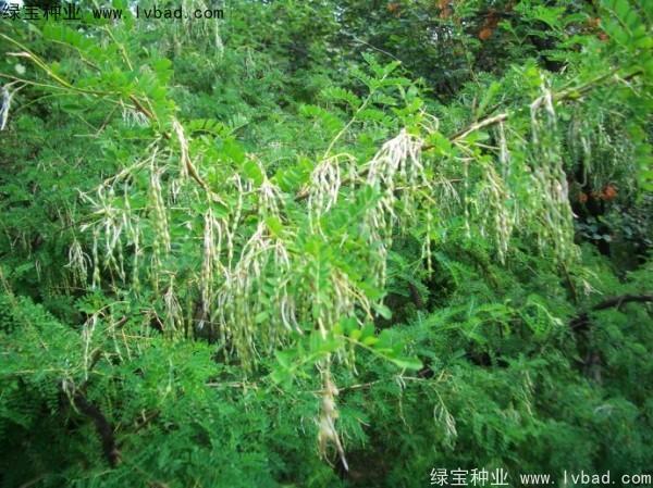 <a href='http://njszjj.com/yaocaizhongzi/2295.html' target='_blank'>苦刺</a><a href='http://njszjj.com/' target='_blank'>種子</a>