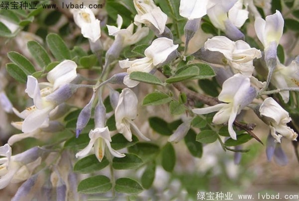 <a href='http://njszjj.com/yaocaizhongzi/2295.html' target='_blank'>苦刺種子</a>