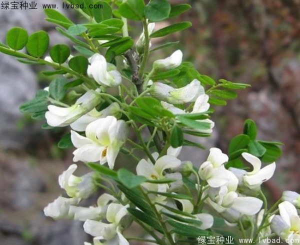 <a href='http://njszjj.com/yaocaizhongzi/2295.html' target='_blank'>苦刺</a><a href='http://njszjj.com/' target='_blank'>種子</a>