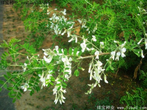 <a href='http://njszjj.com/yaocaizhongzi/2295.html' target='_blank'>苦刺種子</a>