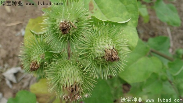 <a href='http://njszjj.com/yaocaizhongzi/2297.html' target='_blank'>牛蒡種子</a>